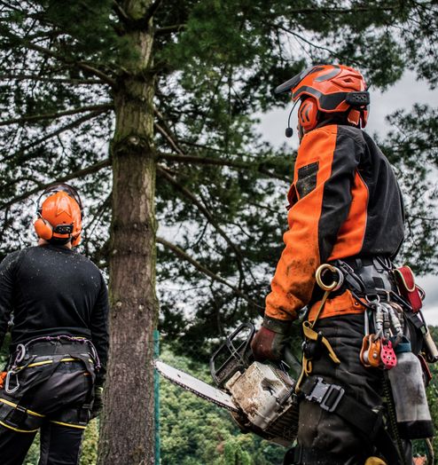 loggers cutting tree