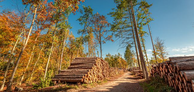 stacked logs