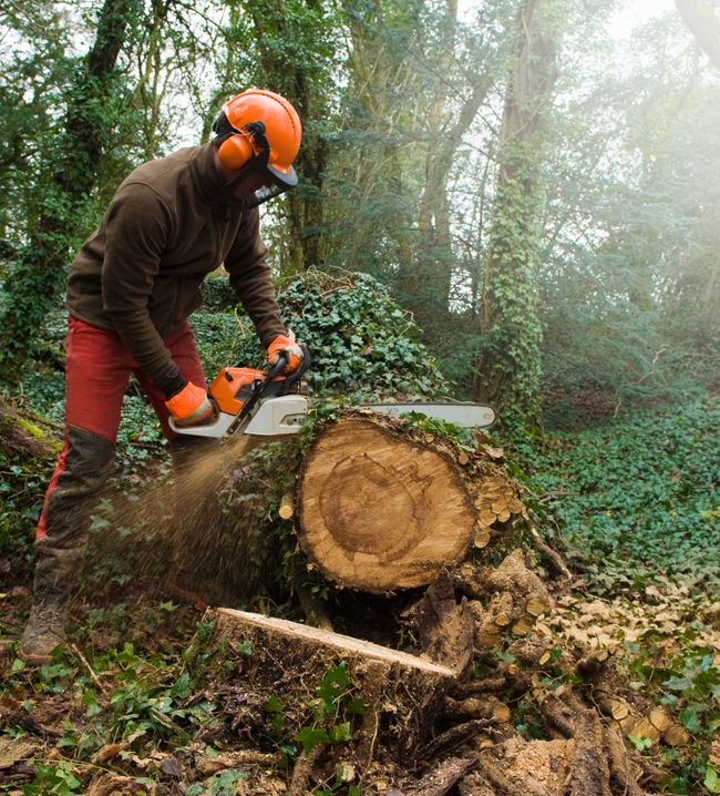 logger cutting the base of a tree