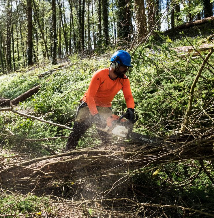 logger cutting trees