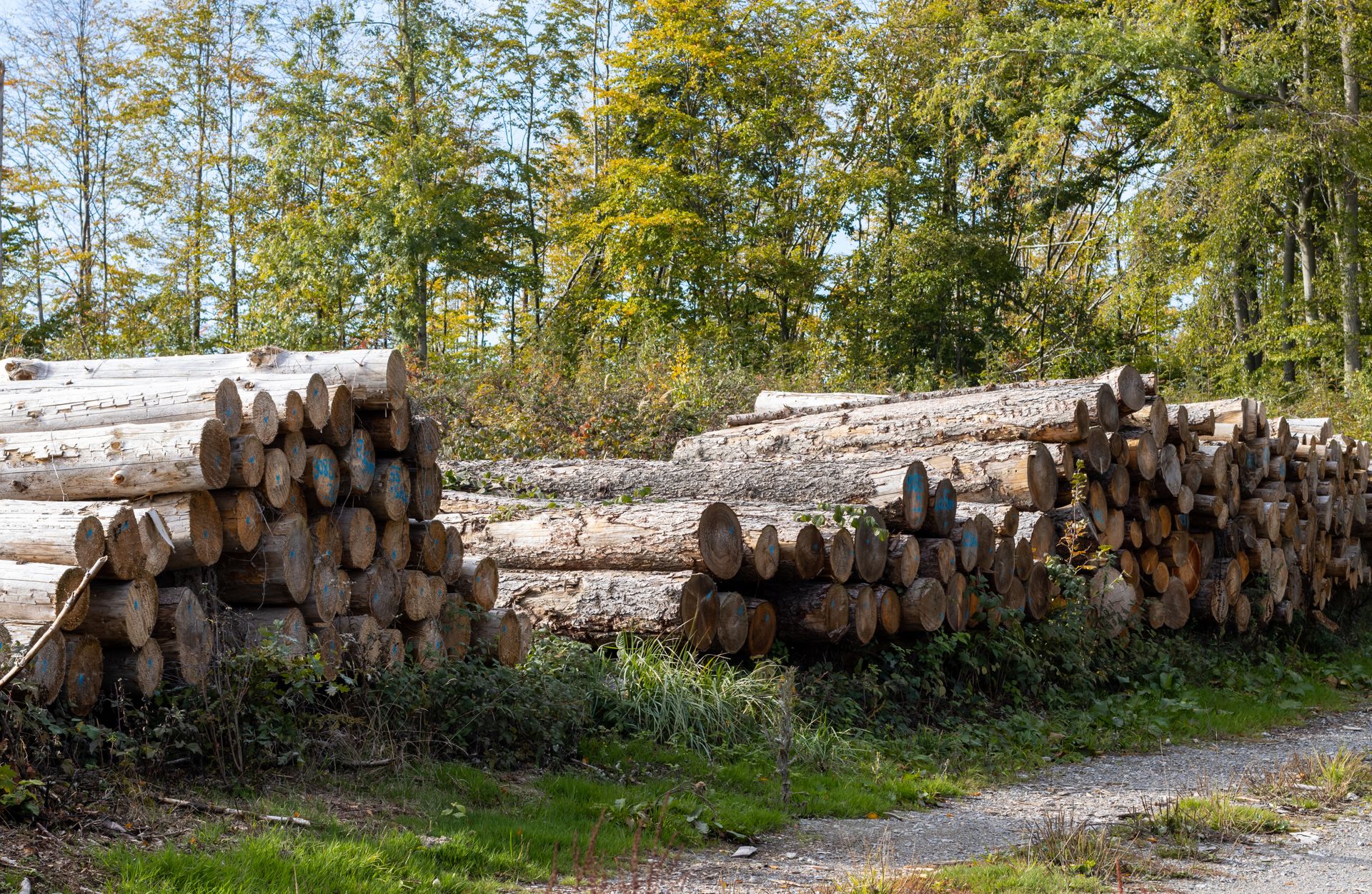 stacked logs